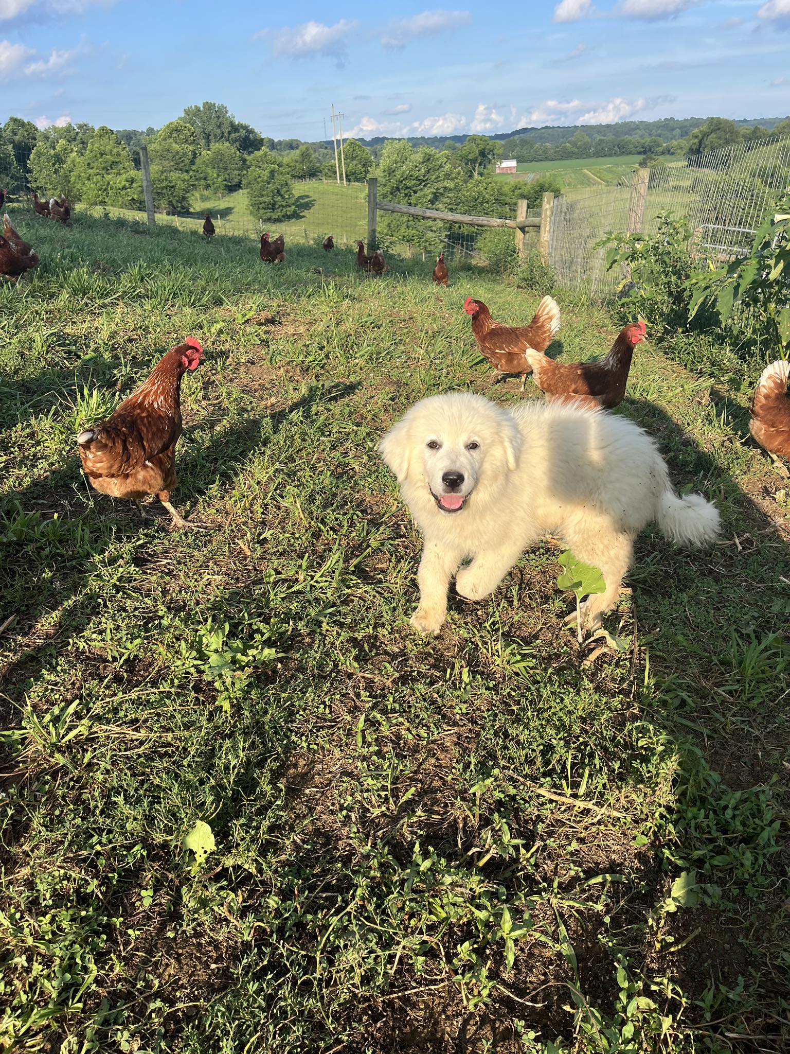 A fluffy white puppy playing in a grassy field surrounded by free-range chickens, with a scenic background of trees and blue skies.